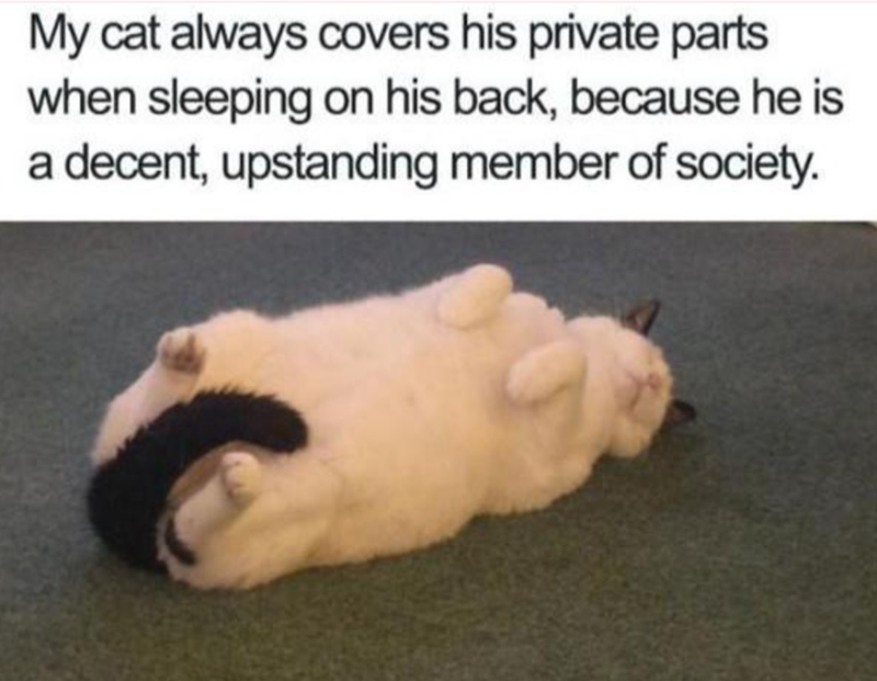 My cat always covers his private parts when sleeping on his back, because he is a decent, upstanding member of society.