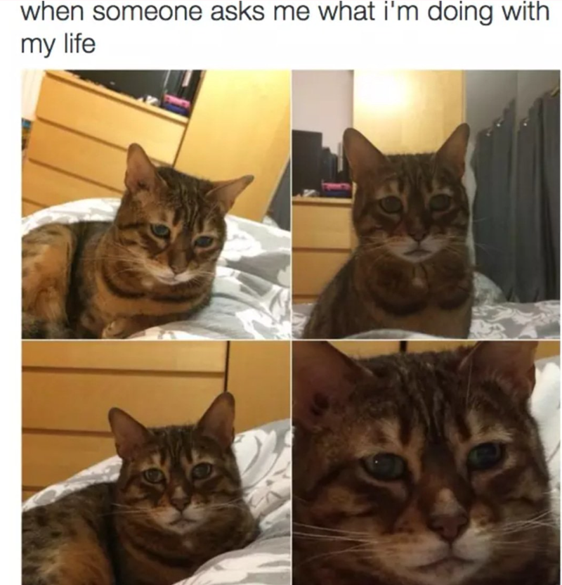 when someone asks me what i'm doing with my life