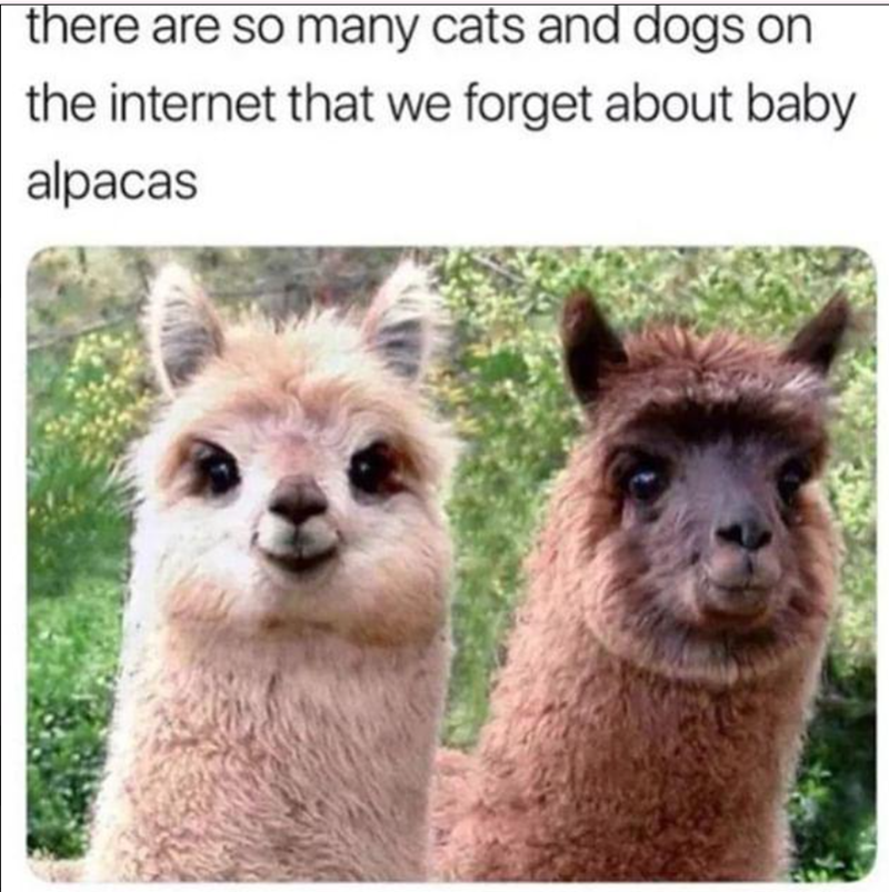 there are so many cats and dogs on the internet that we forget about baby alpacas