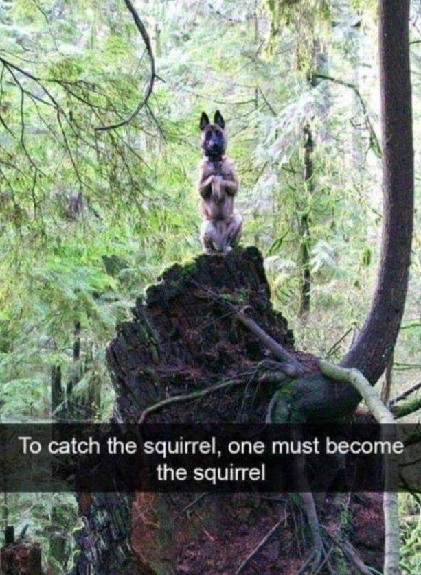 To catch the squirrel, one must become the squirrel