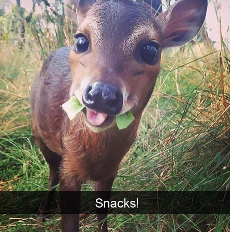 Snacks!