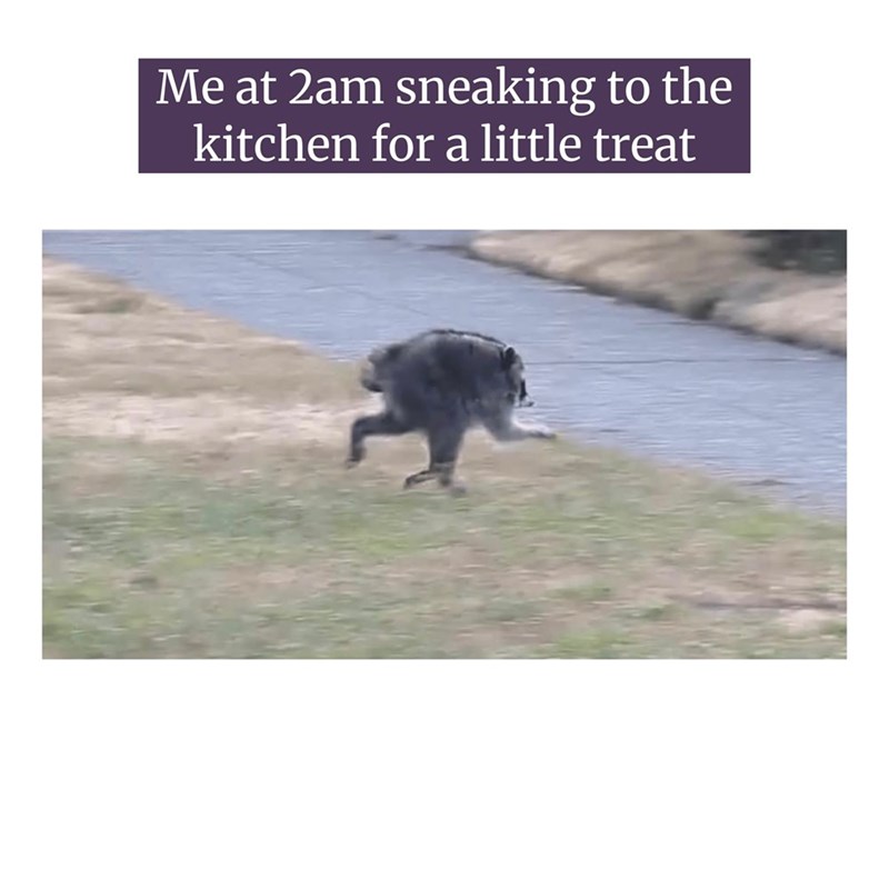 Me at 2am sneaking to the kitchen for a little treat