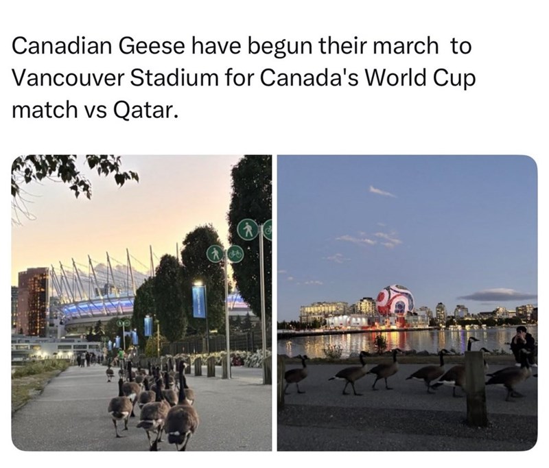 Canadian Geese have begun their march to Vancouver Stadium for Canada's World Cup match vs Qatar.