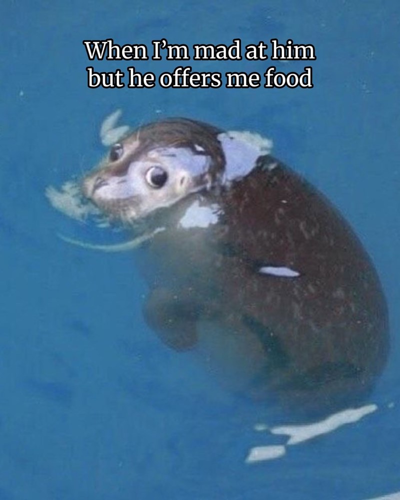 When I'm mad at him but he offers me food
