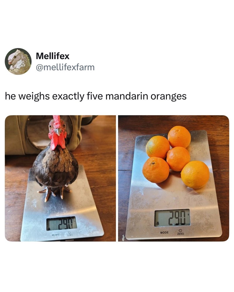 Mellifex @mellifexfarm he weighs exactly five mandarin oranges 290 MODE ZERO MODE 290 ZERO