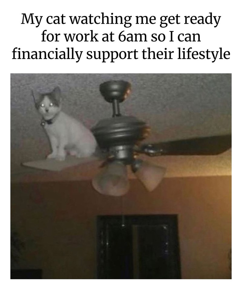 My cat watching me get ready for work at 6am so I can financially support their lifestyle