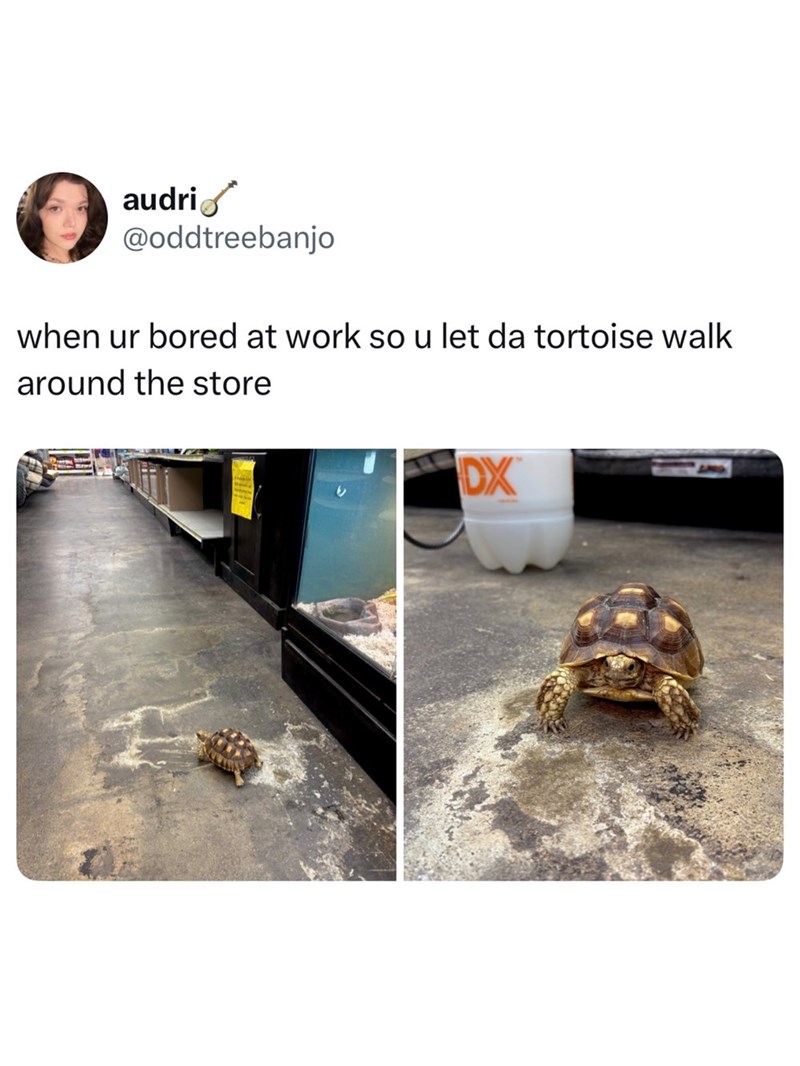 audri @oddtreebanjo when ur bored at work so u let da tortoise walk around the store DX