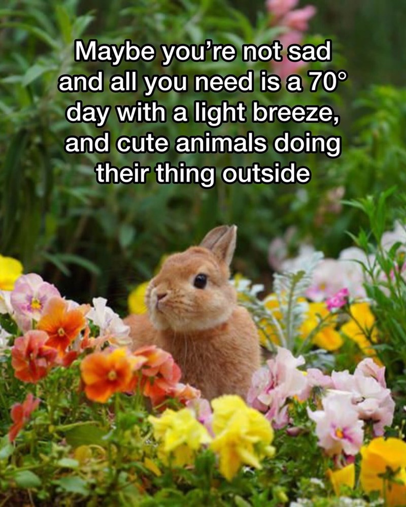 Maybe you're not sad and all you need is a 70° day with a light breeze, and cute animals doing their thing outside