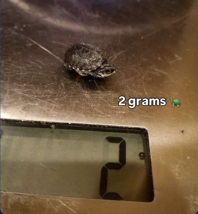 2 grams