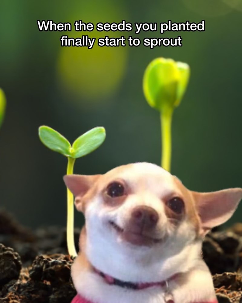 When the seeds you planted finally start to sprout