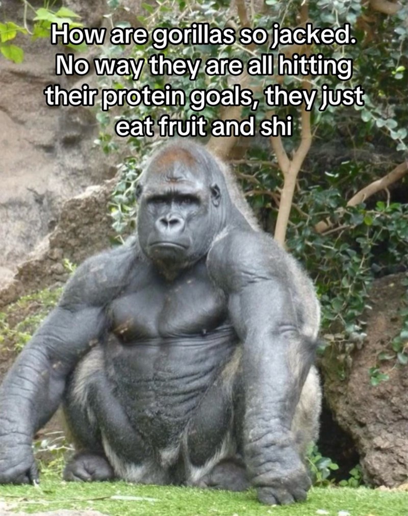 How are gorillas so jacked. No way they are all hitting their protein goals, they just eat fruit and shi