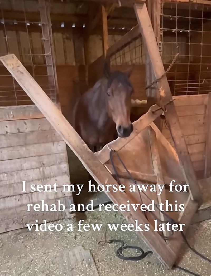 I sent my horse away for rehab and received this video a few weeks later