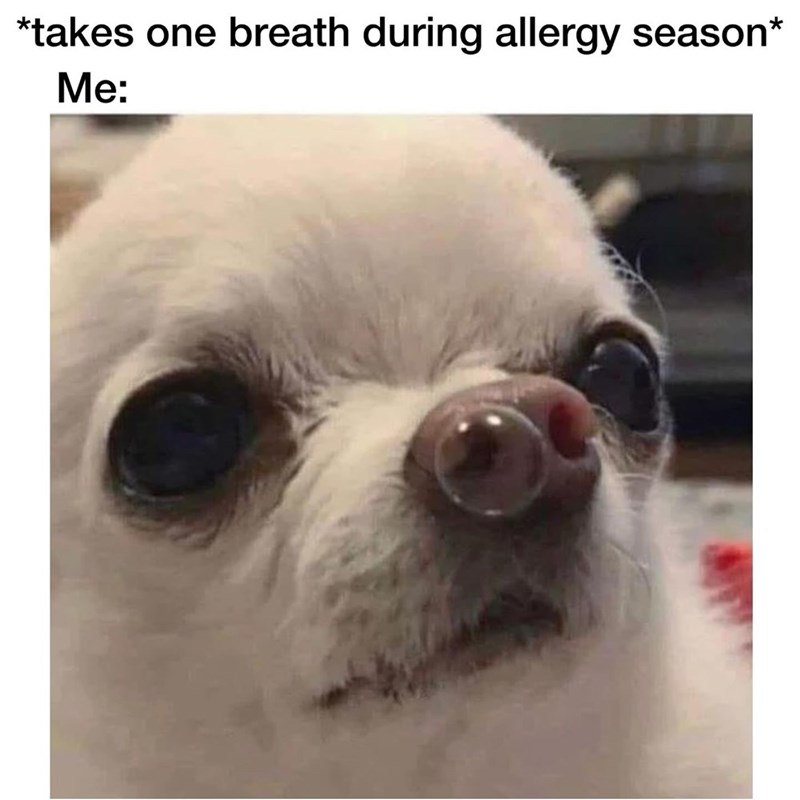 *takes one breath during allergy season* Me:
