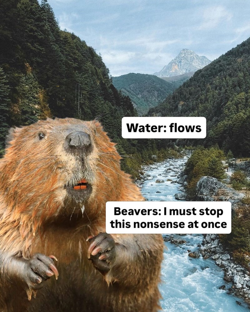 Water: flows Beavers: I must stop this nonsense at once