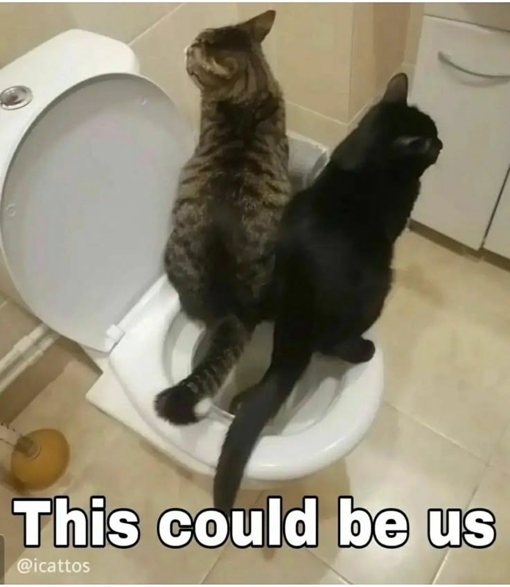 This could be us @icattos