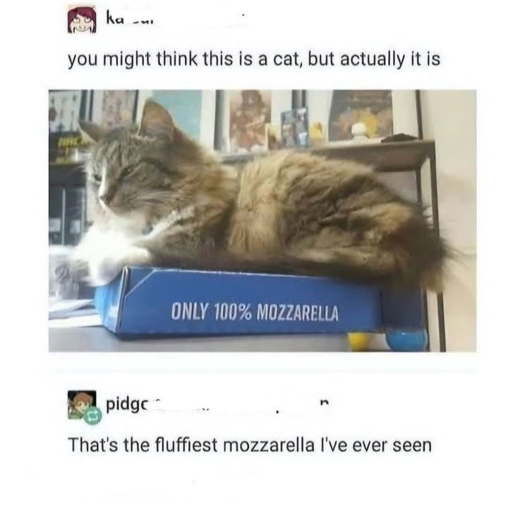 ka you might think this is a cat, but actually it is ONLY 100% MOZZARELLA pidge That's the fluffiest mozzarella I've ever seen