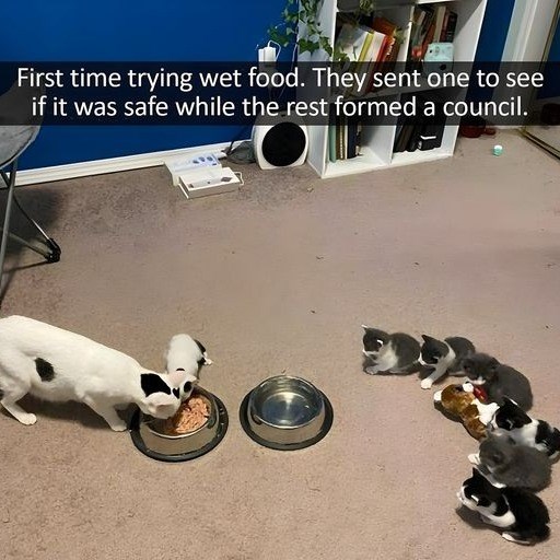 First time trying wet food. They sent one to see if it was safe while the rest formed a council.