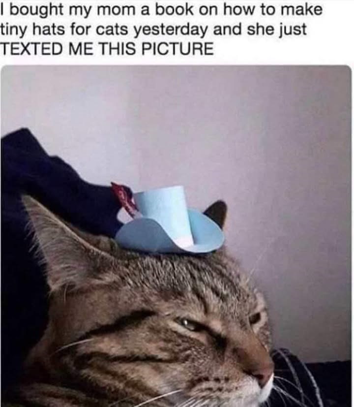 I bought my mom a book on how to make tiny hats for cats yesterday and she just TEXTED ME THIS PICTURE