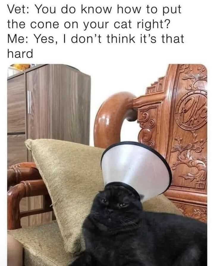 Vet: You do know how to put the cone on your cat right? Me: Yes, I don't think it's that hard