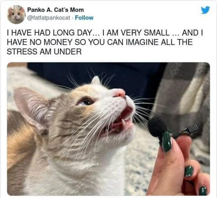 Panko A. Cat's Mom @fatfatpankocat Follow I HAVE HAD LONG DAY... I AM VERY SMALL ... AND I HAVE NO MONEY SO YOU CAN IMAGINE ALL THE STRESS AM UNDER