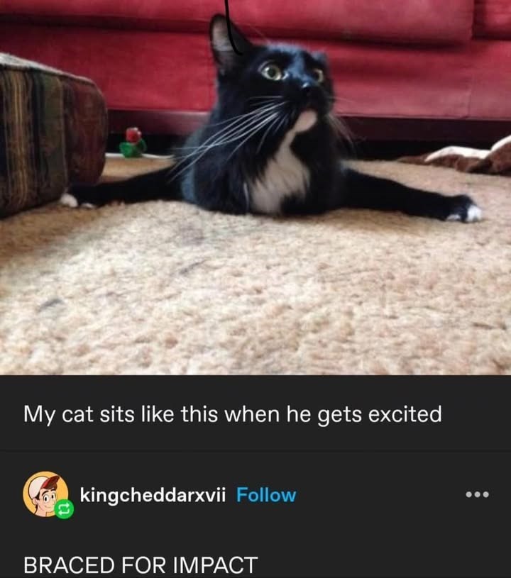 My cat sits like this when he gets excited kingcheddarxvii Follow BRACED FOR IMPACT