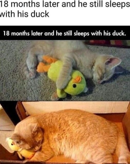 18 months later and he still sleeps with his duck 18 months later and he still sleeps with his duck.