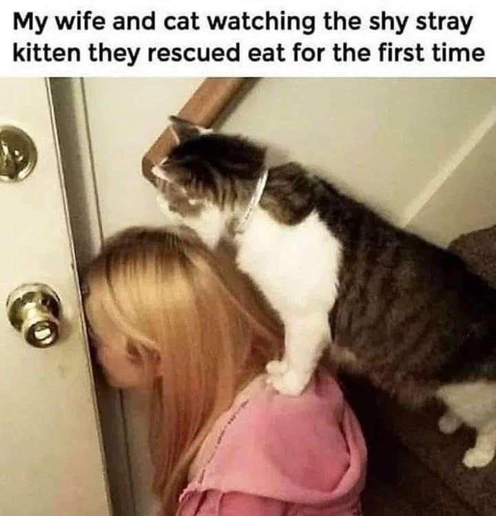 My wife and cat watching the shy stray kitten they rescued eat for the first time