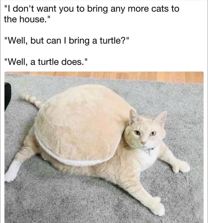 "I don't want you to bring any more cats to the house." "Well, but can I bring a turtle?" "Well, a turtle does."