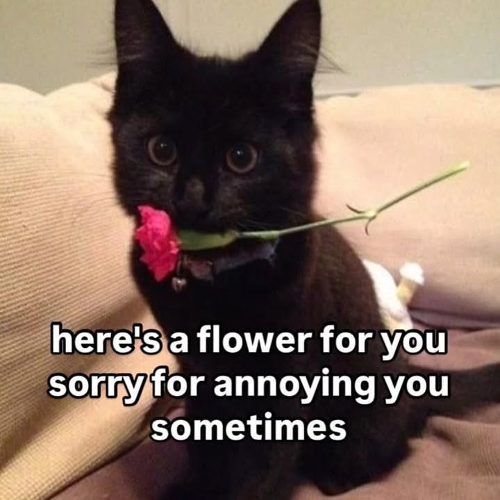 here's a flower for you sorry for annoying you sometimes