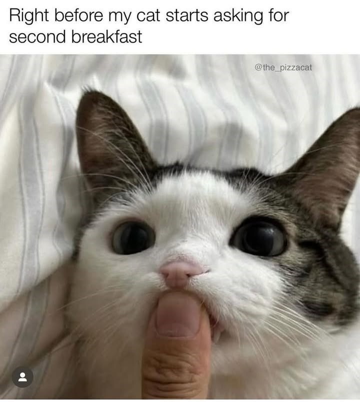 @the_pizzacat Right before my cat starts asking for second breakfast 이