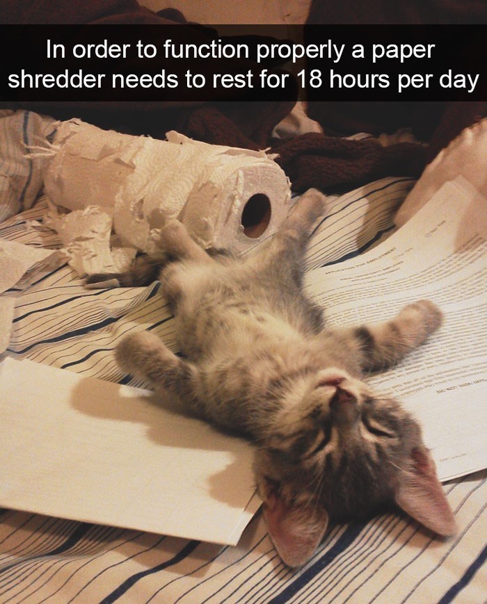 In order to function properly a paper shredder needs to rest for 18 hours per day THE MOT MONAT