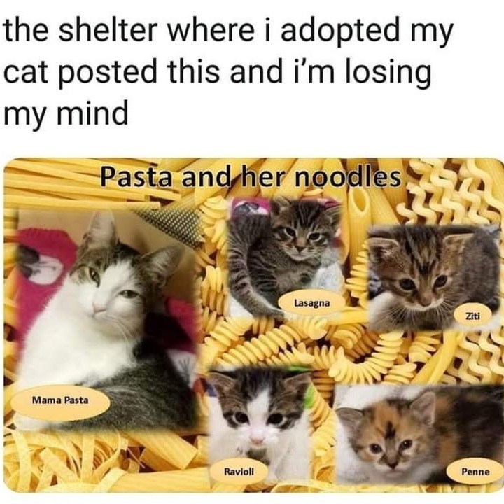 the shelter where i adopted my cat posted this and i'm losing my mind Pasta and her noodles, Mama Pasta Lasagna Ziti Ravioli Penne