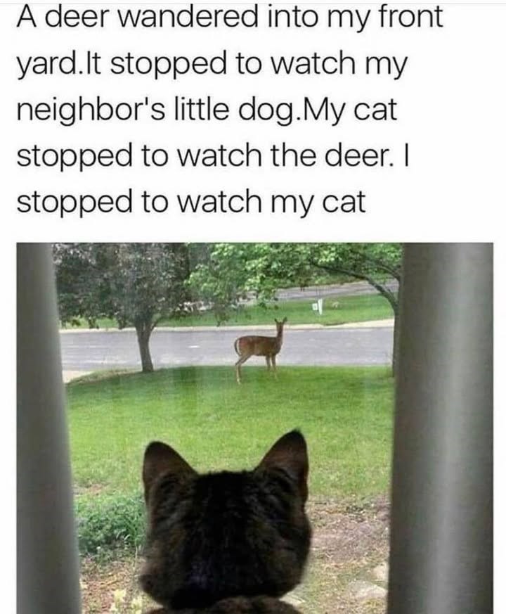 A deer wandered into my front yard. It stopped to watch my neighbor's little dog. My cat stopped to watch the deer. I stopped to watch my cat