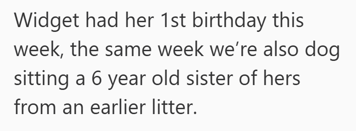 Widget had her 1st birthday this week, the same week we're also dog sitting a 6 year old sister of hers from an earlier litter.