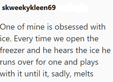 skweekykleen69 One of mine is obsessed with ice. Every time we open the freezer and he hears the ice he runs over for one and plays with it until it, sadly, melts