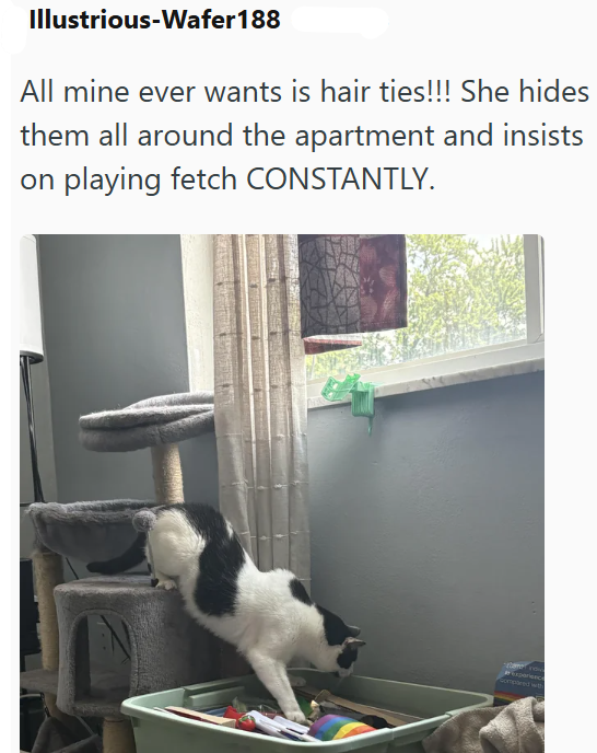 Illustrious-Wafer 188 All mine ever wants is hair ties!!! She hides them all around the apartment and insists on playing fetch CONSTANTLY. Experience Compled with