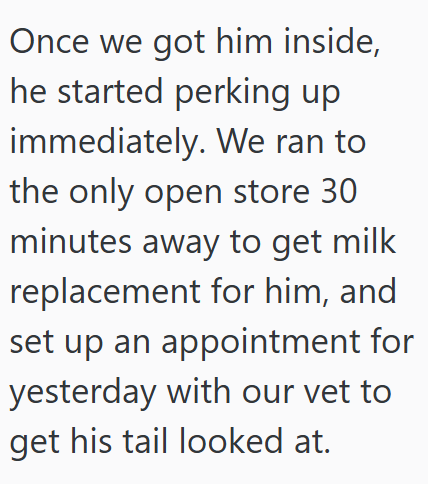 Once we got him inside, he started perking up immediately. We ran to the only open store 30 minutes away to get milk replacement for him, and set up an appointment for yesterday with our vet to get his tail looked at.