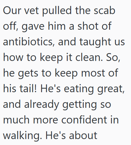 Our vet pulled the scab off, gave him a shot of antibiotics, and taught us how to keep it clean. So, he gets to keep most of his tail! He's eating great, and already getting so much more confident in walking. He's about