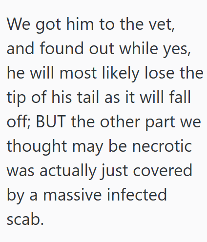 We got him to the vet, and found out while yes, he will most likely lose the tip of his tail as it will fall off; BUT the other part we thought may be necrotic was actually just covered by a massive infected scab.