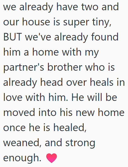 we already have two and our house is super tiny, BUT we've already found him a home with my partner's brother who is already head over heals in love with him. He will be moved into his new home once he is healed, weaned, and strong enough. ♥
