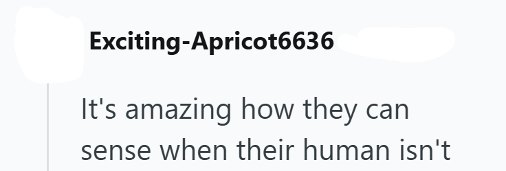 Exciting-Apricot6636 It's amazing how they can sense when their human isn't