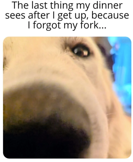 The last thing my dinner sees after I get up, because I forgot my fork...
