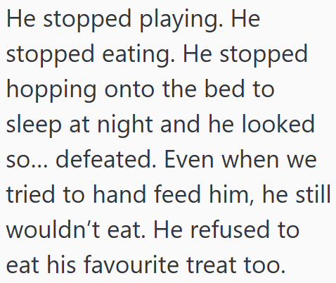 He stopped playing. He stopped eating. He stopped hopping onto the bed to sleep at night and he looked so... defeated. Even when we tried to hand feed him, he still wouldn't eat. He refused to eat his favourite treat too.