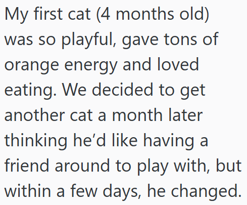 My first cat (4 months old) was so playful, gave tons of orange energy and loved eating. We decided to get another cat a month later thinking he'd like having a friend around to play with, but within a few days, he changed.