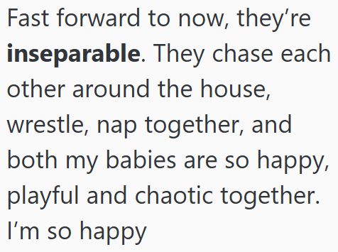 Fast forward to now, they're inseparable. They chase each other around the house, wrestle, nap together, and both my babies are so happy, playful and chaotic together. I'm so happy