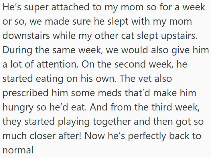 He's super attached to my mom so for a week or so, we made sure he slept with my mom downstairs while my other cat slept upstairs. During the same week, we would also give him a lot of attention. On the second week, he started eating on his own. The vet also prescribed him some meds that'd make him hungry so he'd eat. And from the third week, they started playing together and then got so much closer after! Now he's perfectly back to normal