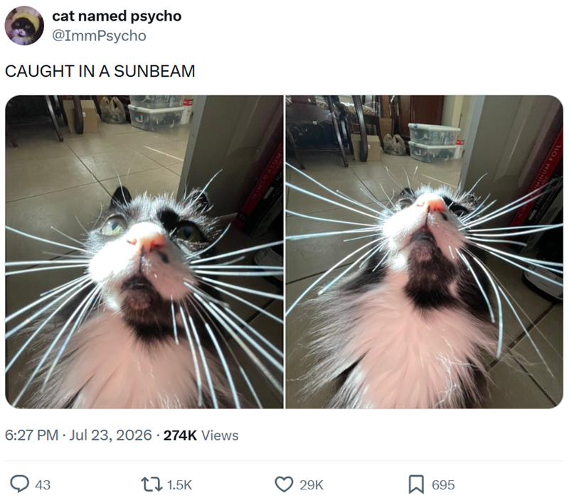 cat named psycho @ImmPsycho CAUGHT IN A SUNBEAM 6:27 PM - Jul 23, 2026 274K Views 43 1.5K E INCH ALO 29K 695