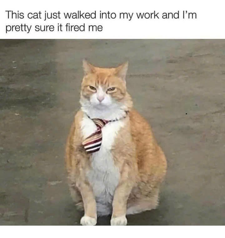 This cat just walked into my work and I'm pretty sure it fired me