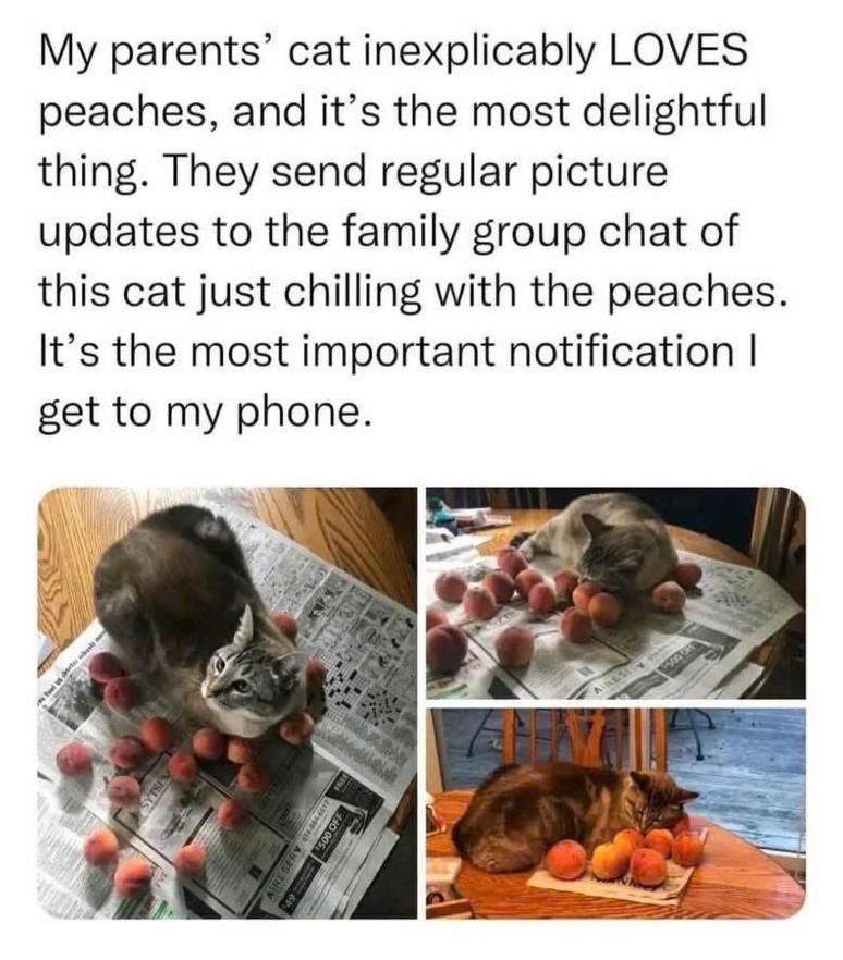 SYTSEN 49 RESERY 6644517 $500 OFF My parents' cat inexplicably LOVES peaches, and it's the most delightful thing. They send regular picture updates to the family group chat of this cat just chilling with the peaches. It's the most important notification I get to my phone.