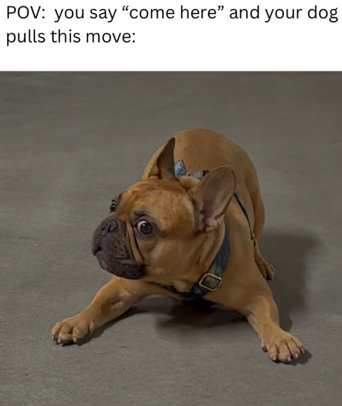 POV: you say "come here" and your dog pulls this move: